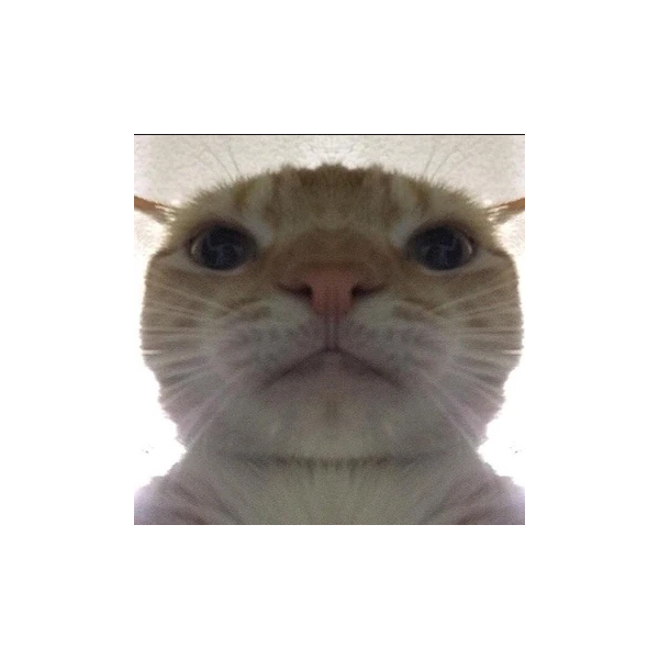 Katter